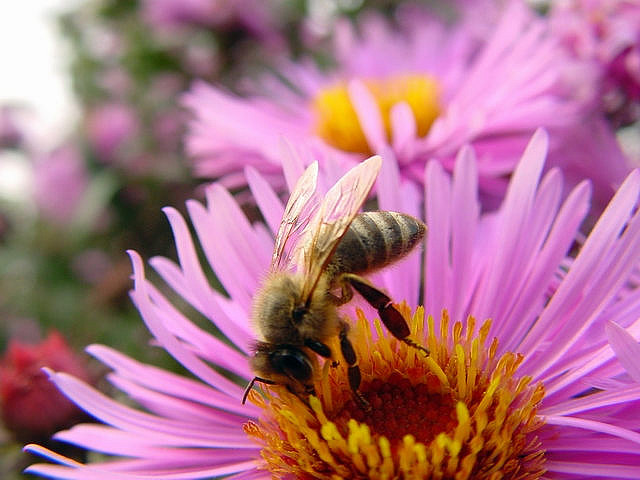 Pollination station. Thanks to ndboy's on Flickr. 