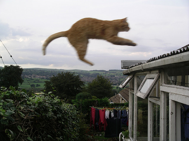 cat