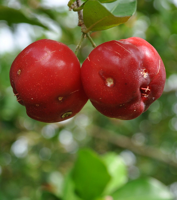 cherry