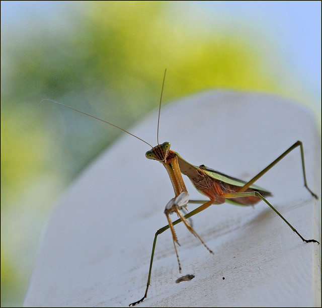 bug