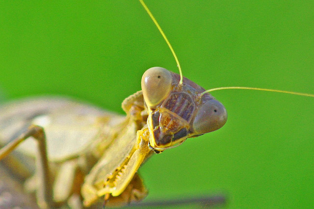 mantis